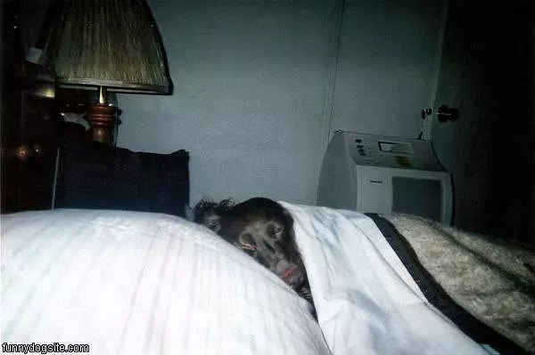 Samson Sleeping In Bed
