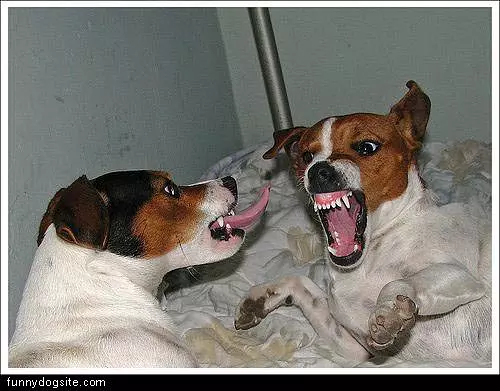 Fighting Doggies