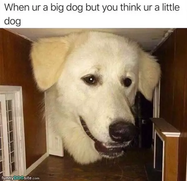 A Big Little Dog