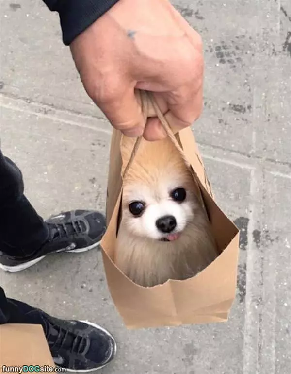 One Bag Of Dog