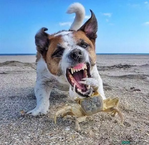 A Crab Fight