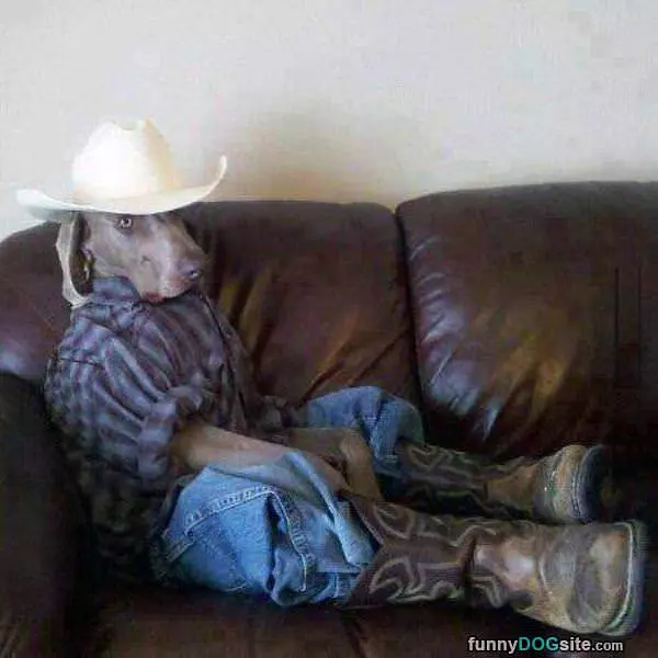 Cowboy Dog
