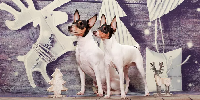 Toy Fox Terrier stand on a ...