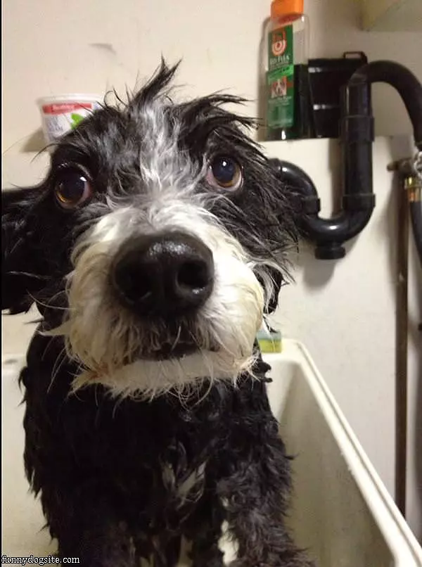 Chester Having A Bath