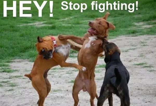 Hey Stop Fighting