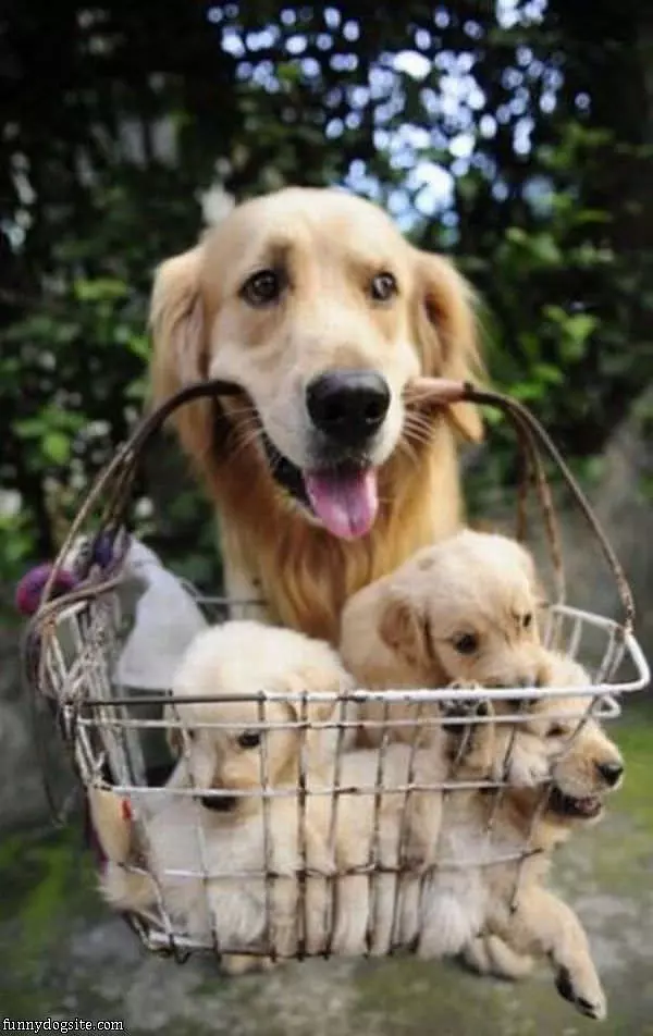 Basket Of Pups