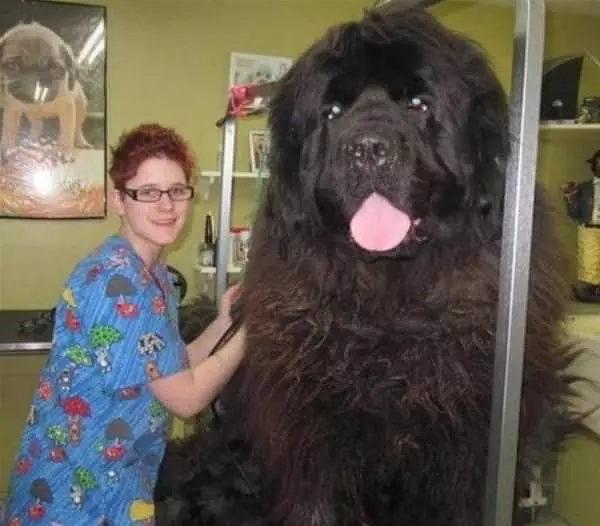 This Is A Big Dog