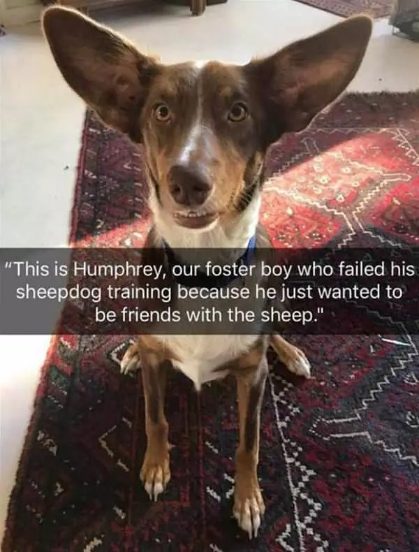 The Failed Sheepdog