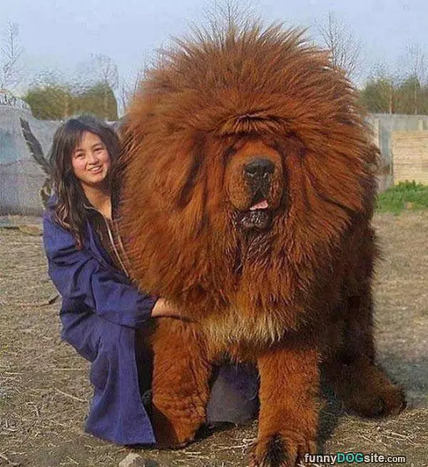 That Is A Fluffy Dog