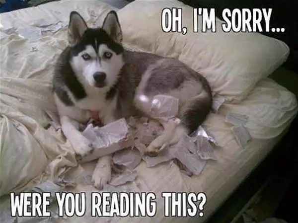 Oh I Am Sorry Were You Reading This