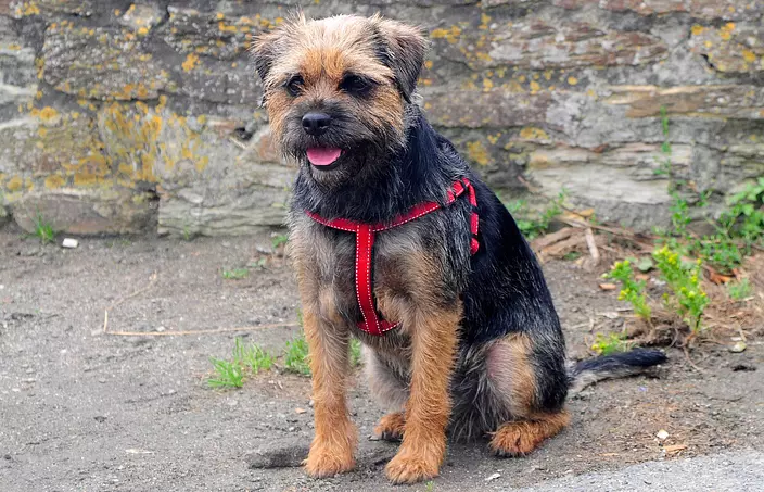 Black and brown Border Terrier