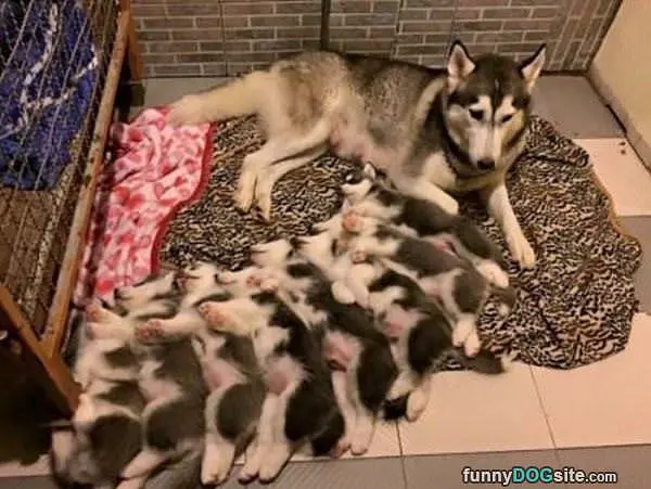 A Pile Of Dogs