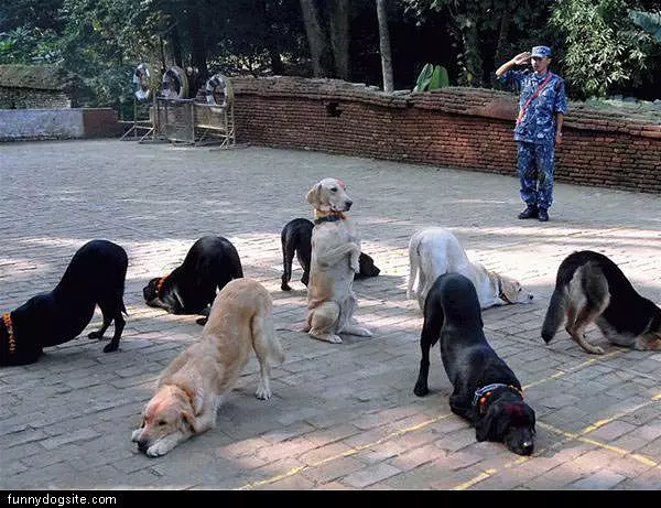 Trained Dogs