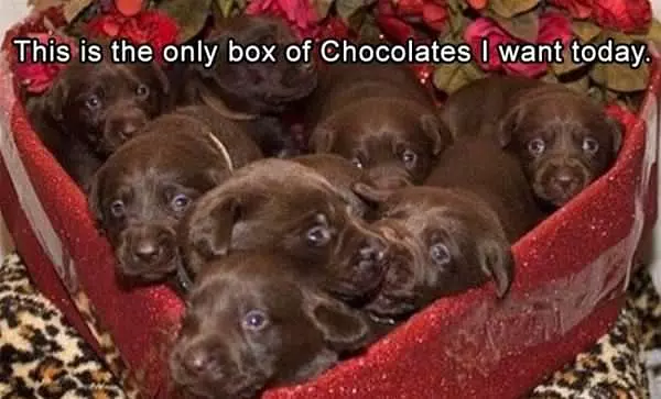 The Only Box Of Chocolates