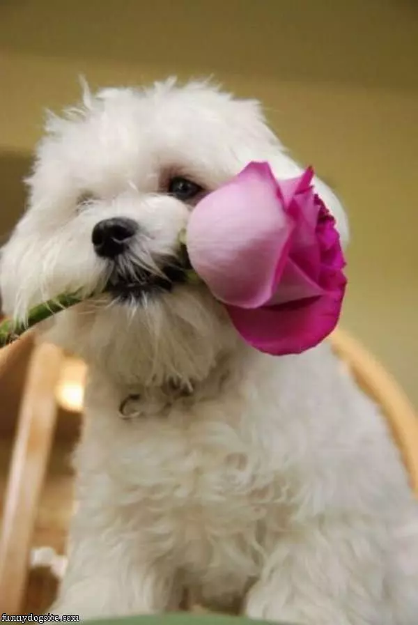 This Flower Is For You
