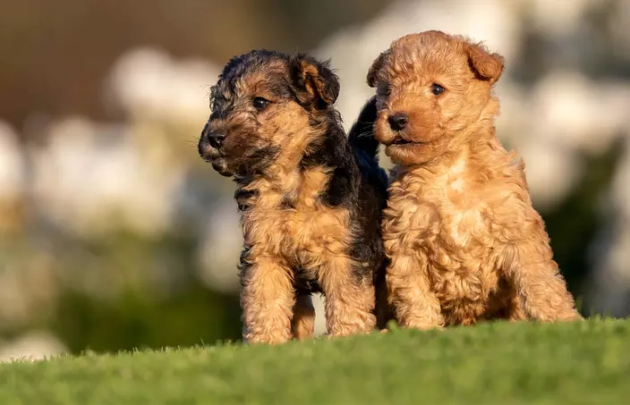 Lakeland Terrier brothers