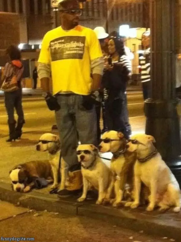 Cool Dogs With Glasses