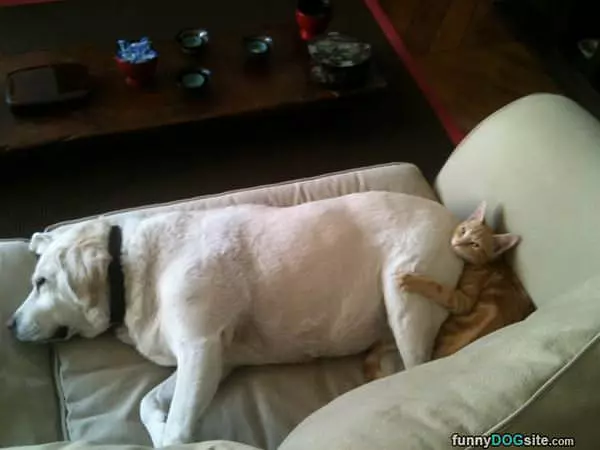 Asleep On The Couch