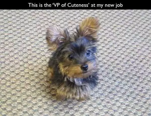 The Vp Of Cuteness