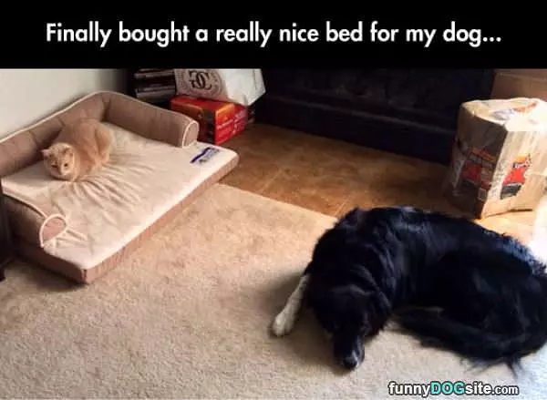 Really Nice Bed