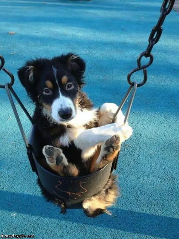 Funny Dog In A Swing