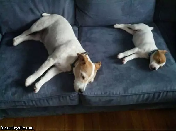 Couch Dogs