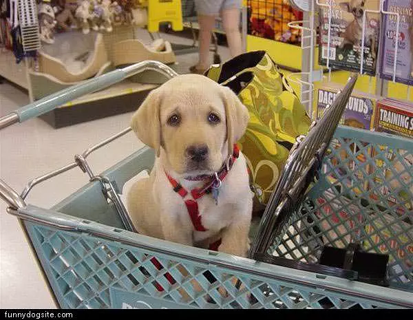 Pup In Shopping Cart