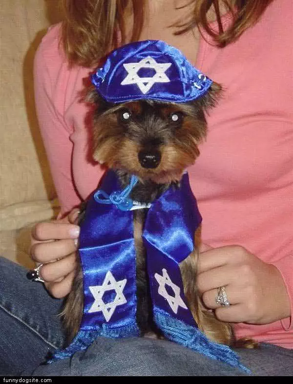 Jewish Puppy