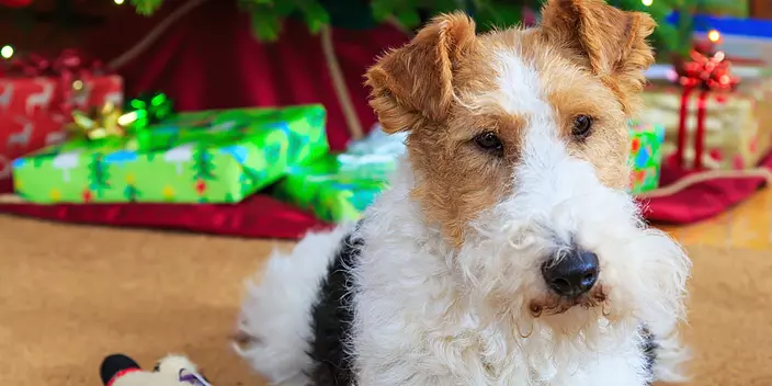 Wire Fox Terrier in Christmas