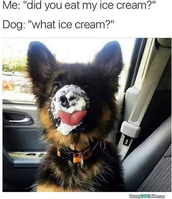 Why Did You Eat My Ice Cream