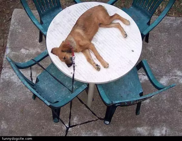 Dogs Can Sleep Anywhere
