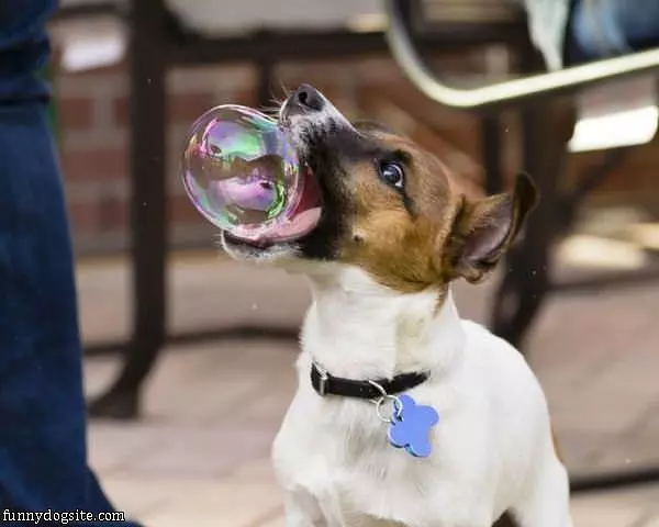 The Bubble Popper