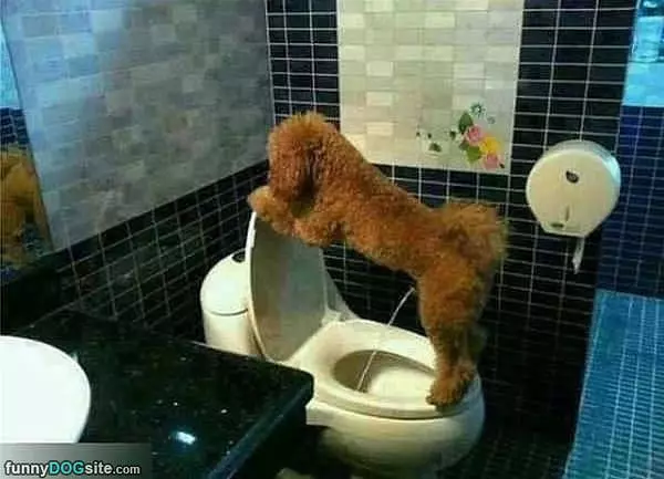 Potty Trained Dog