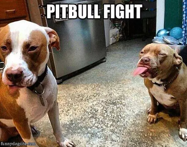 Pitbull Fight
