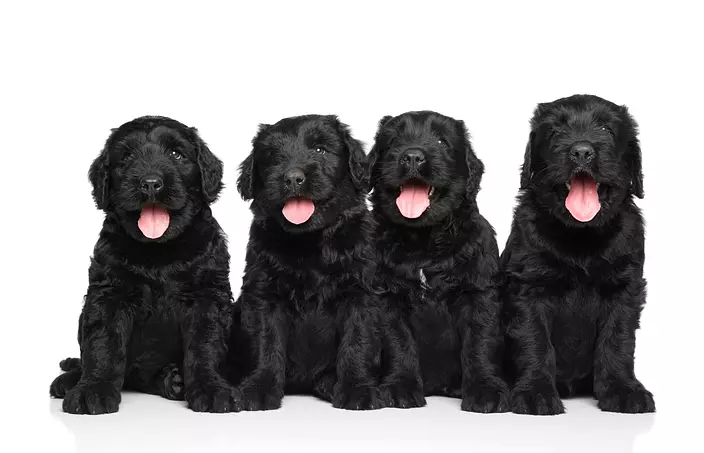 Black Russian Terrier family