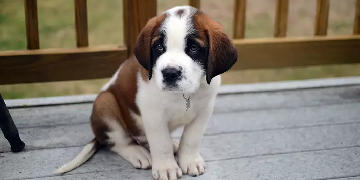 Little Sad Saint Bernard Puppy