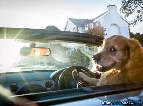 Get In Human Im Driving