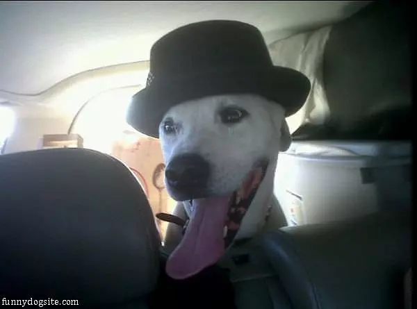 Top Hat Dog