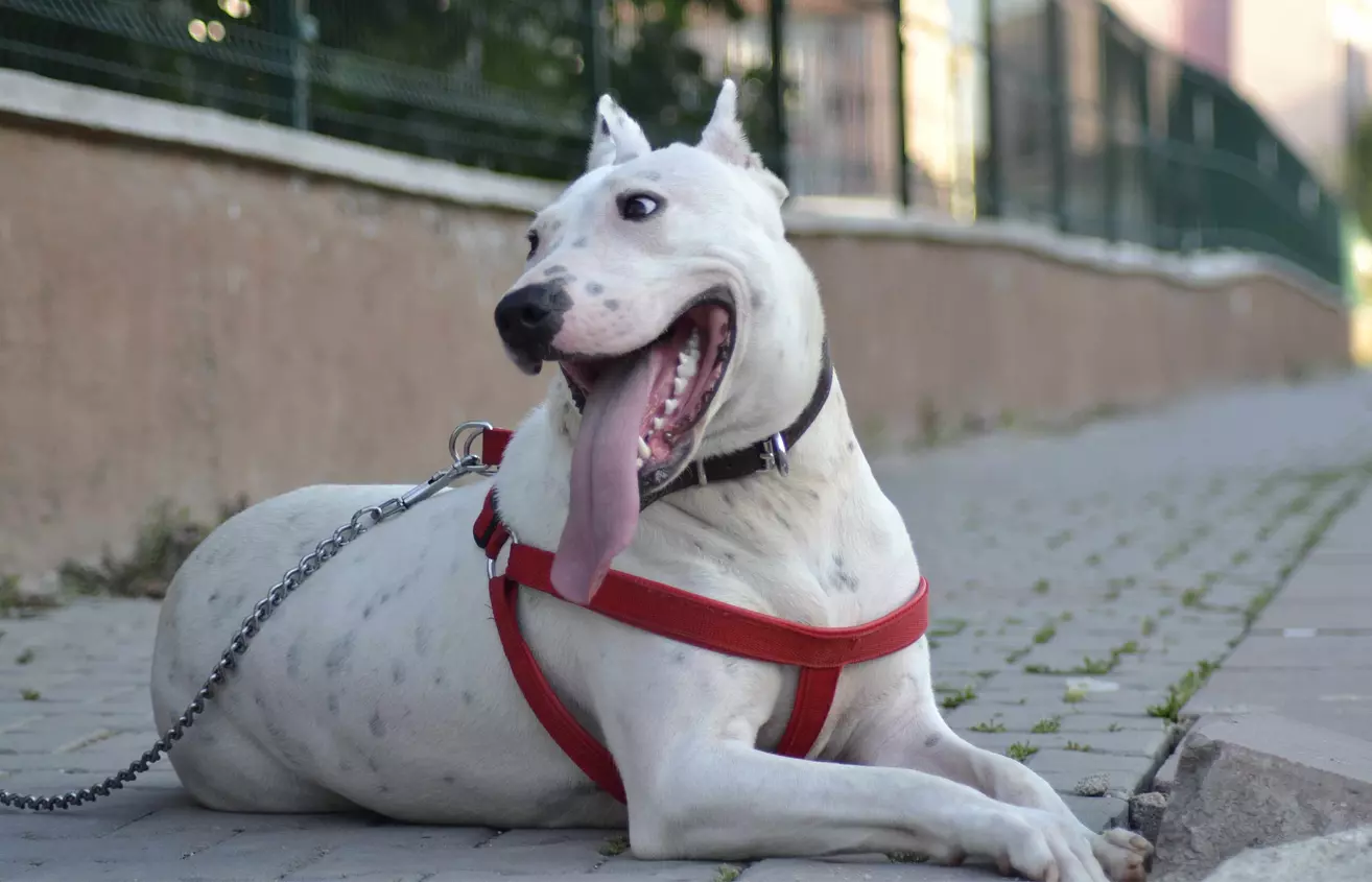 Dogo Argentino Smiling