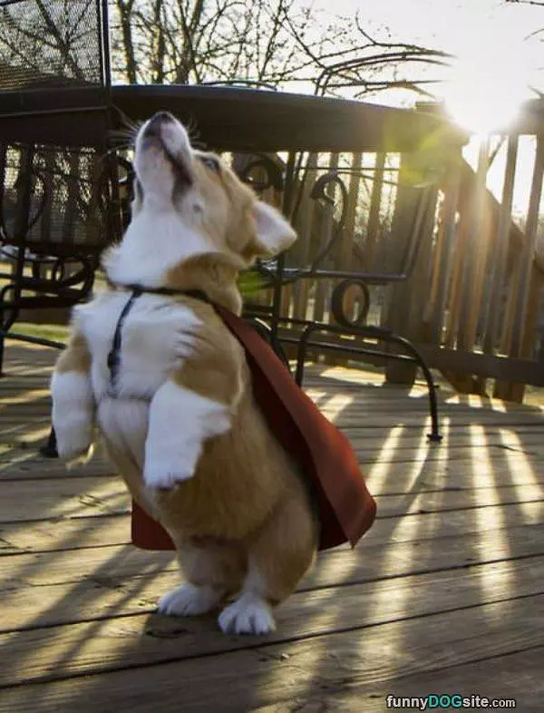 I Am The Super Dog