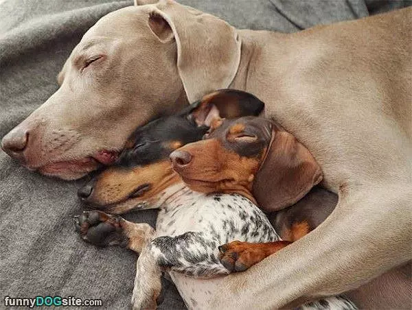 All Of These Dogs Hugging It Out