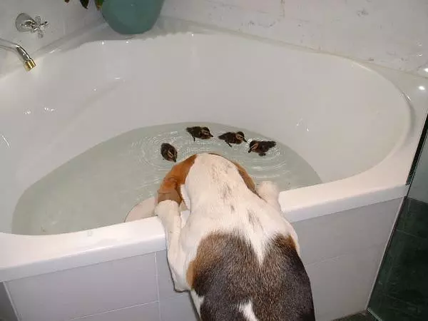 Tub Duckies