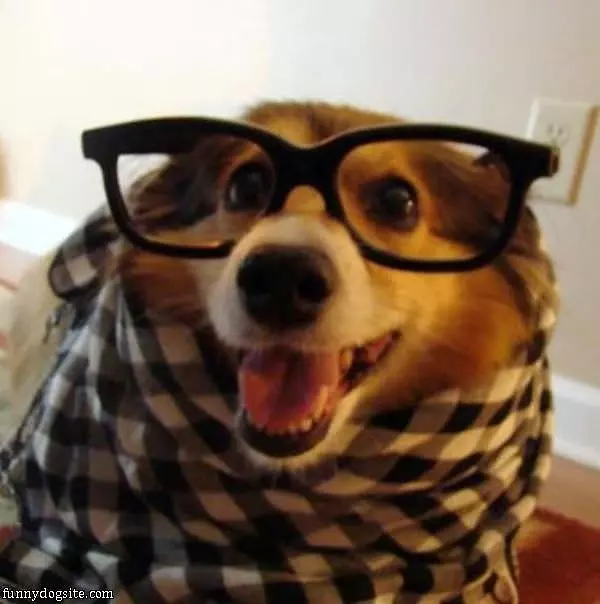 Glasses Dog