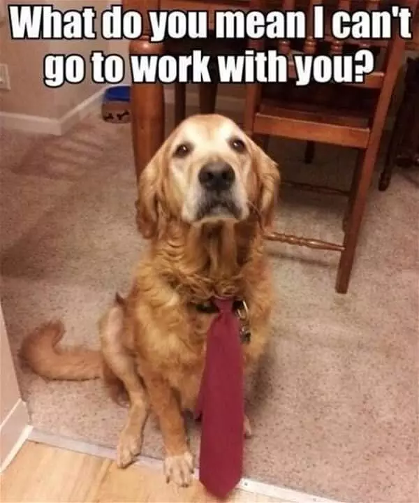 So Can I Go To Work With You