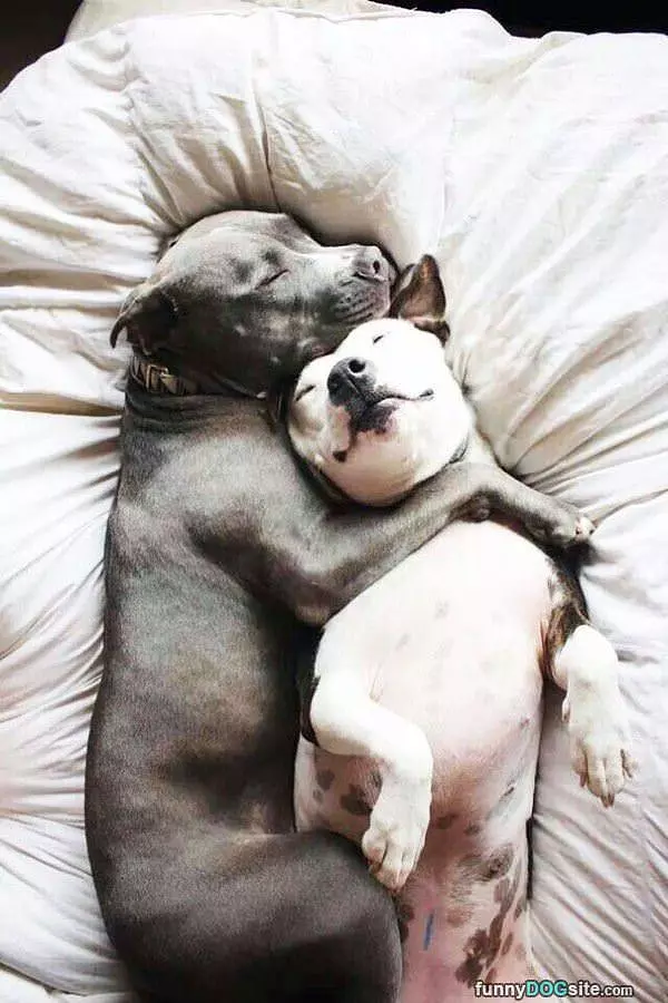 Cute Sleeping Together