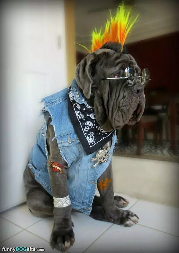 Punk Rock Dog