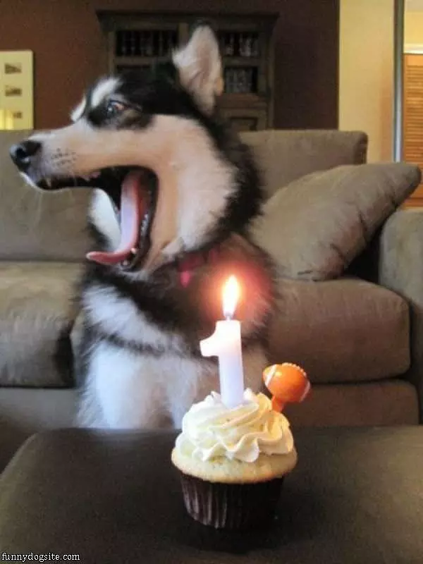 1st Birthday Dog