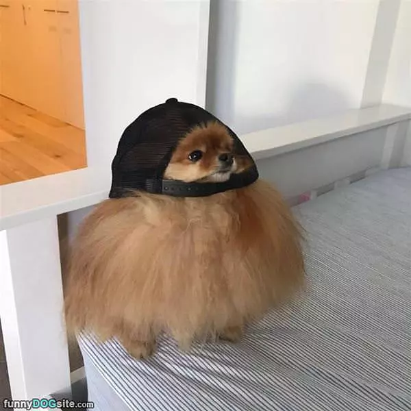This Hat Is A Little Too Big