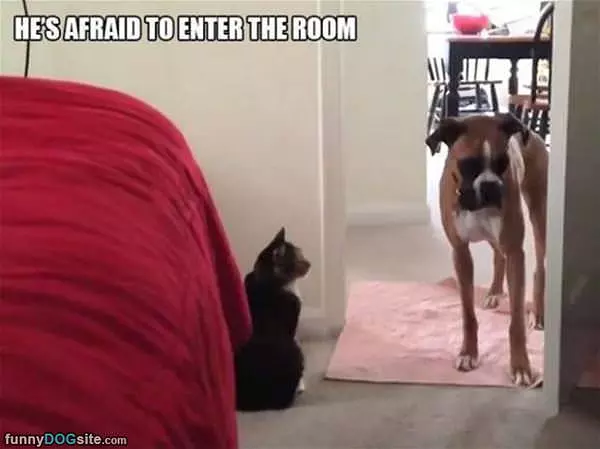 Afraid To Enter The Room