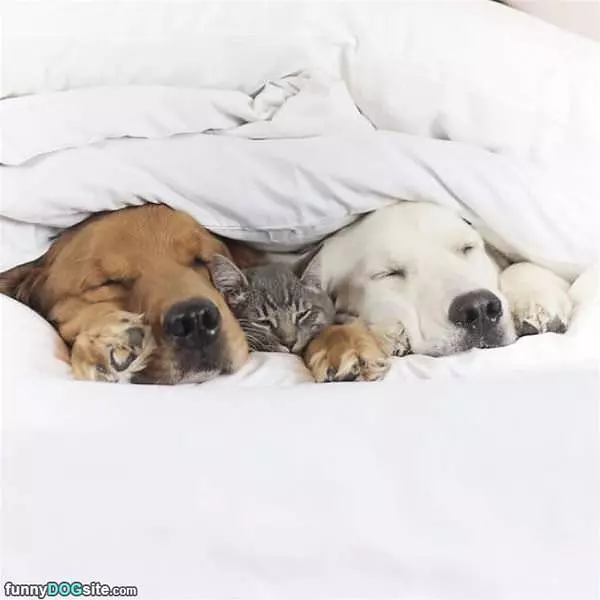 Tucked In With My Buddies